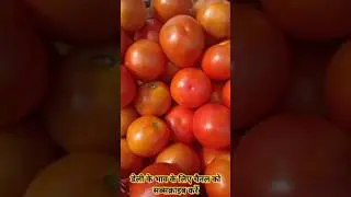 टमाटर हुआ सोने के भाव 🍅 aaj ka tamatar ka bhav | 19 July ka tamatar ka bhav |today Tomato rate