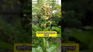 কাটিমন আমগাছের পরিচর্যা / All time mango #shorts #ytshorts #youtubeshorts #mango