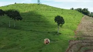 Sabana yang pernah viral