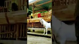 calon pejantan BLIGON SUPER #kambing#jrabang#Griya#Bligon#Ponorogo