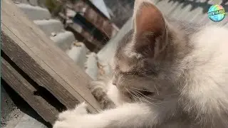 Rescue Kitten Flea Infestation - How to Treat Fleas on Kittens