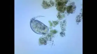 Коловратка - Rotatoria (Lecane Monostyla)