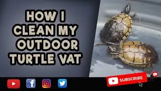 HOW I CLEAN MY OUTDOOR TURTLE VAT
