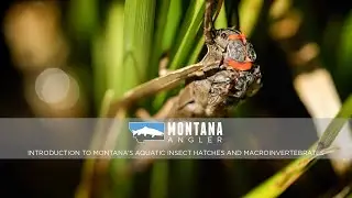 Learn to Fly Fish: Introduction to Montana's Aquatic Insect Hatches and Macroinvertebrates