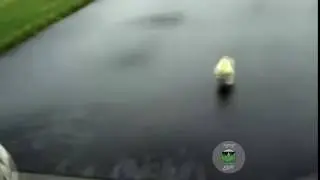Duck Chases Man - REMIX