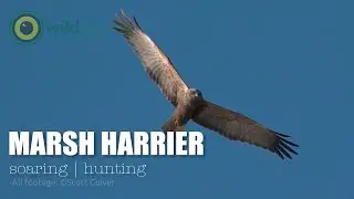 Marsh Harrier ♂︎ (Western) - Circus aeruginosus - soaring | hunting
