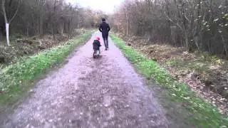 Salcey forest