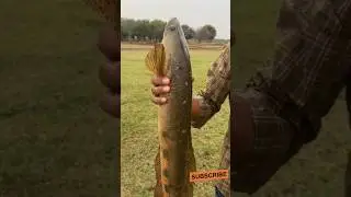 maral fish,maral fishing hunting,#murrelfish
