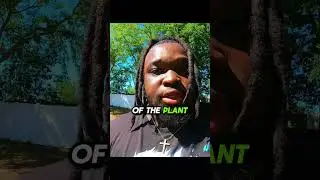 Выращивание цветов брокколи 🌱
