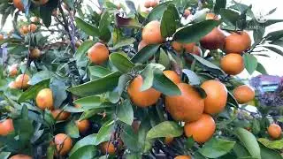 MIKAN (Orange) in Japan