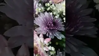 #beautyinnature #nature #youtube #youtubeshorts #flowers 🌷#trending #viral