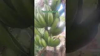 Organic Banana farming🍌! #banana #farming #nature #fruits #fruit #manipur #india #imphal