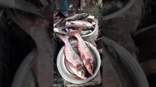 Biggest Carp Fish Selling | Today BD Wholesale Fish Market Update | Fish Neel