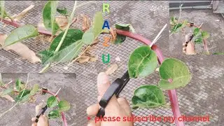 নিজের বাগানে লাগানো পুইশাক  আসলেই অনেক&nbsp;সাদ |  Analog Food & Vlogger