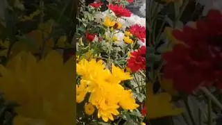 Winter Blooms: Nature's Icy Beauties❤️ #ytshorts #garding #winterflowres