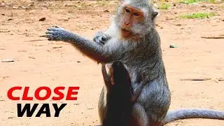 CLOSE WAY ...cry cry !! JINX CRY ANGRY MOM HIDE MILK // JADE WEANING MILK BABY JINX