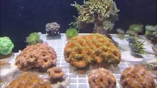 Dragon Soul (3) Individual Torch Video w/ Other Corals