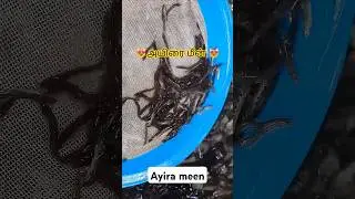 🐟#அயிரை மீன் #Ayira meen (Spiny loch) #villagecooking #fishmarket #chennai #fishfarming #srilanka