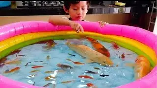 Campur Semua Ikan Hias Ke Kolam Renang Channa, Toman, Koi, Lele, Koki, Cupang, Ikan Mas, Belut