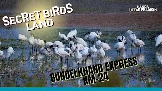 Stunning Painted Stork Sighting Near Bundelkhand Express | Banda, Uttar Pradesh #BundelkhandWildlife