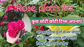 Rose plant's care' growth tips 🌺#sakhigardning-b8🍃