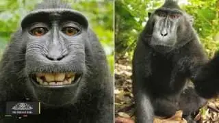 Monkey Should Get Rights to Selfie | PETA