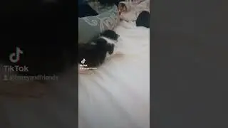 kittens first steps