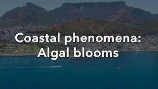 Algal bloom | Natural Coastal Phenomena
