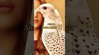 The Eagle And Princess Sheikha Mahra #trending #trending #dubai #viral