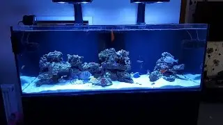 800-литровый рефрижератор Red Sea 450