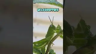 How to stop GRASSHOPPERS 🦗 #garden #soilhealth #gardening #pests #pestcontrol #organic #ipm #bugs