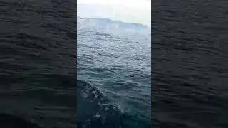 Some great dolphin watching in Trincomalee Sri Lanka!
