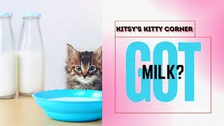 We Tested 4 Milk Options for Cats Here's What's Best