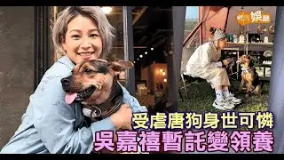 受虐唐狗身世可憐 吳嘉禧暫託變領養│吳嘉禧專訪