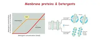 Membrane Proteins & Detergents: Ionic & Non ionic detergents, Critical Micelle Concentration (CMC)