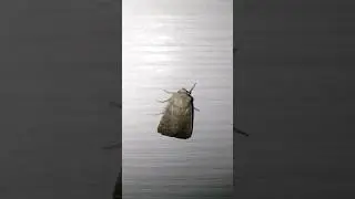#viral#insects#wildlife  Beautiful forest moth🦋
