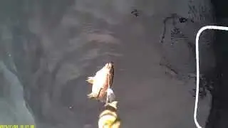 Cod fishing testing Water wolf