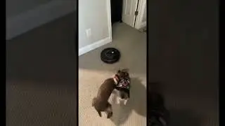 Attacking the roomba! #shorts #dog #cute #puppy
