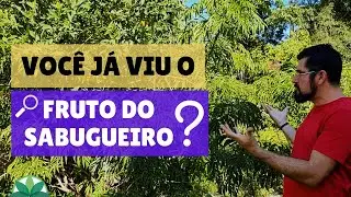 Que planta &eacute; essa, Daniel? #SABUGUEIRO