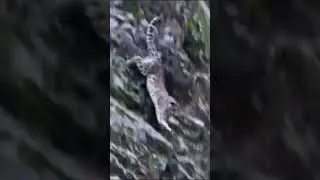Wild life | Mother Mountain Goat | Hunting, Animals Hunt Fail | Snow Leopard Hunting