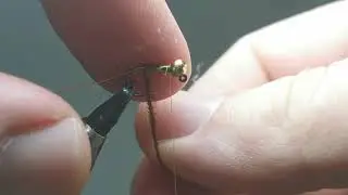 Frenchie nymph