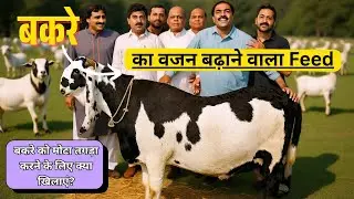 बकरे को वजन बढ़ाने के लिए क्या खिलाना चाहिए | Goat weight gain feed | bakri ko mota karne ka tarika