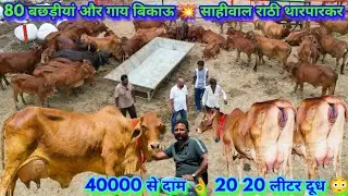 80 बछड़ीयां और गाय बिकाऊ 😳साहीवाल, राठी, थारपारकर 💥 40000 से दाम शुरू 👍 20 लीटर तक दूध 👌 सियाग डेयरी