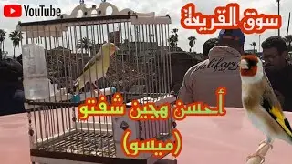 سوق القريعة أثمنة الطيور المغردة وتواجد أحسن هجين كسوة وكلام 👍❤