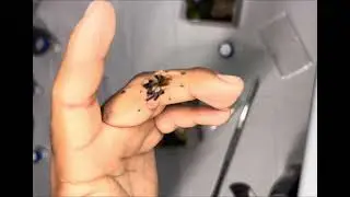FIRST EVERY TARANTULA UNBOXING!!! 5 BEAUTIFUL NEW WORLD TARANTULAS FOR BEGINNERS 