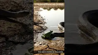 Frog and Snake | Even Nature&rsquo;s Rivals Can Show Mercy | #animalrescueglobal  #animals #wildlife