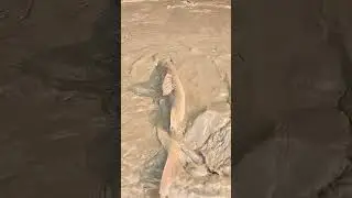 Amazing Dry Season Muddy Water Village Fishing Video #fish #fishing #bigfish #catfish
