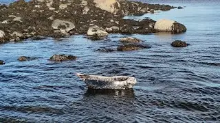Fort Point Lighthouse and Seals 4k
