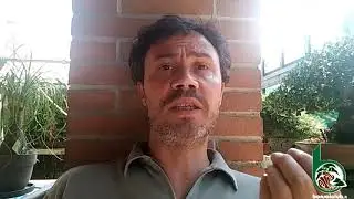 Bonsai e importanza di un istruttore