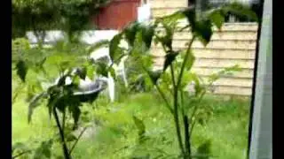 gardeners delight tomatoes